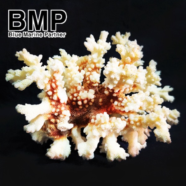 다팜아쿠아 BMP 천연 꽃산호 pH상승 은신처 수조 장식 중